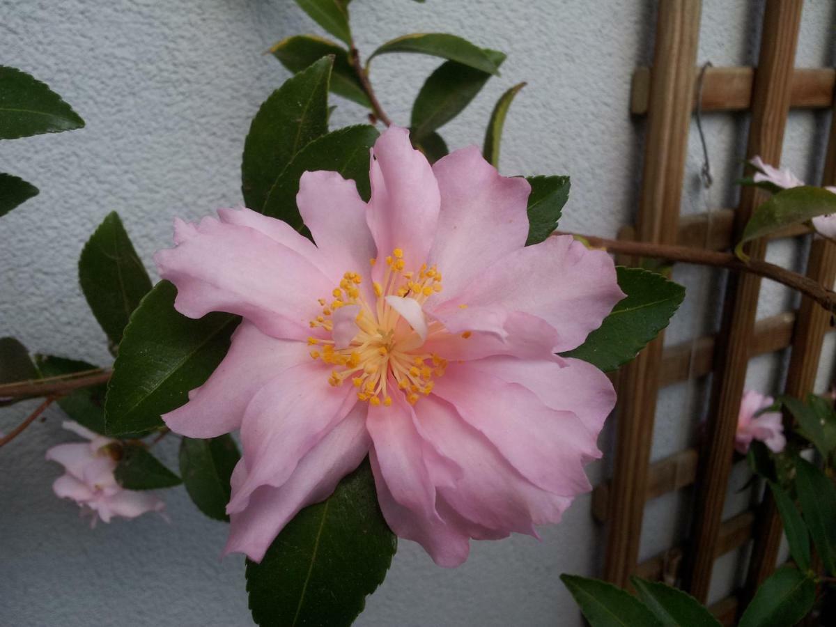La Vie Au Roze 호텔 Quéven 외부 사진